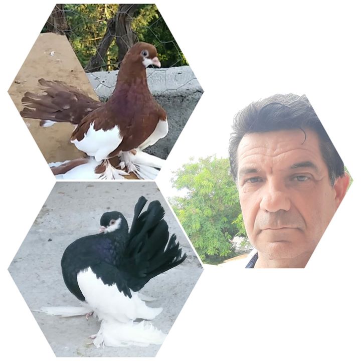 Ali