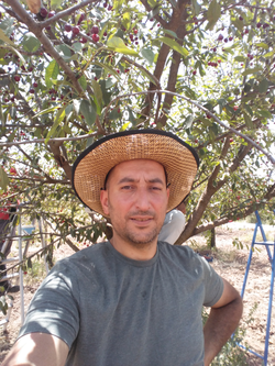 Tayfun