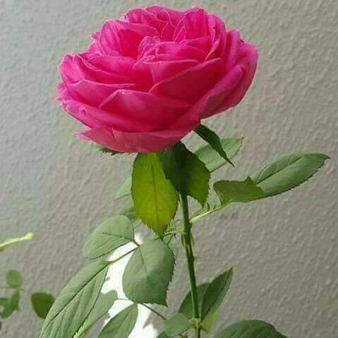 Abdul
