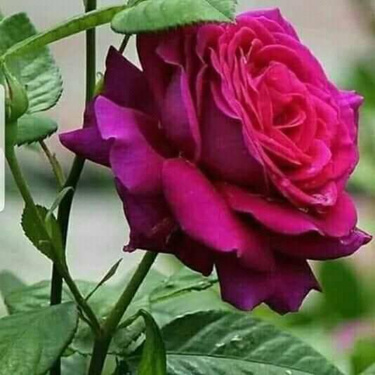 زهرة