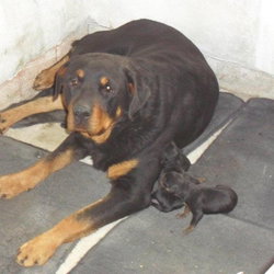 Yucel