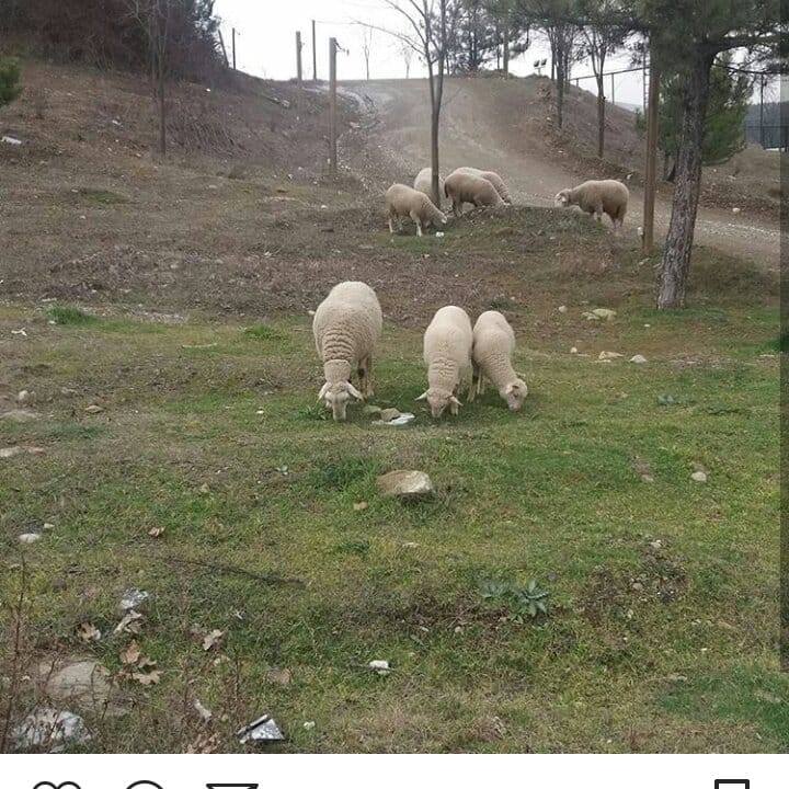 Aslan