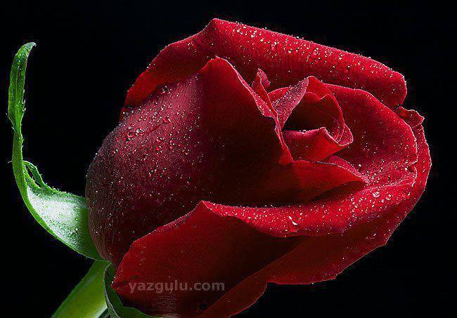 Yagmur