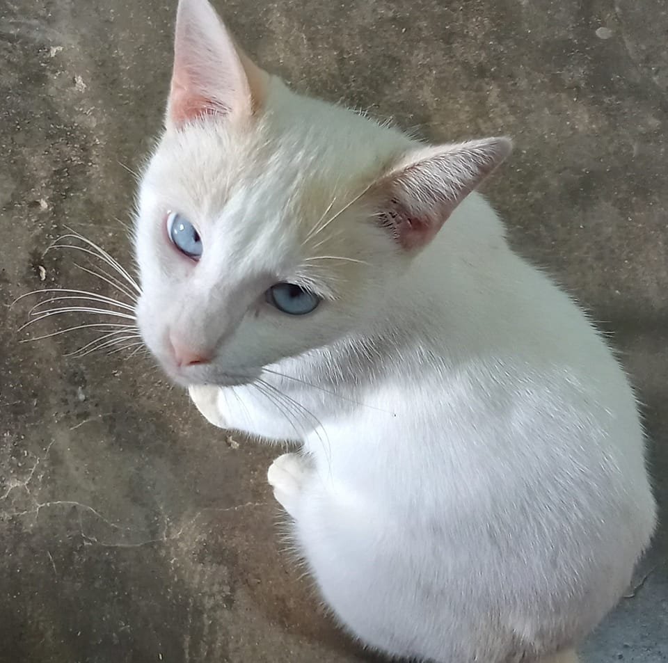 Jaqueline