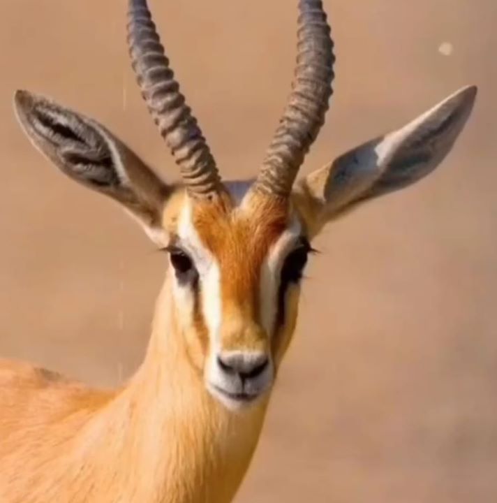 عبدالله