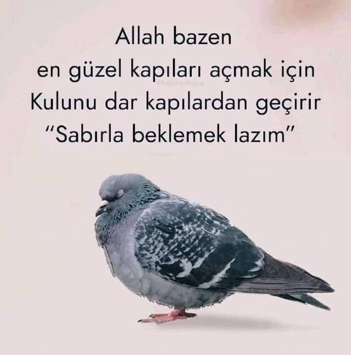 Neriman