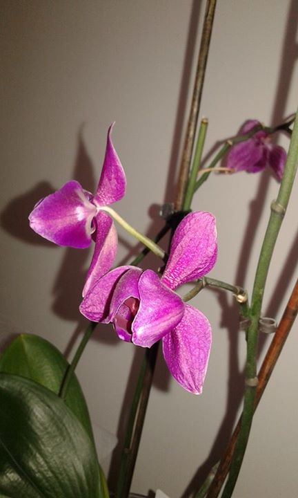 Serpil