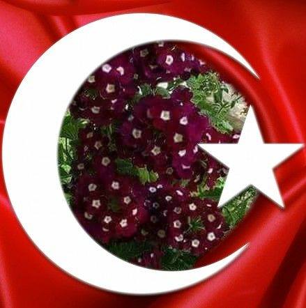Damla