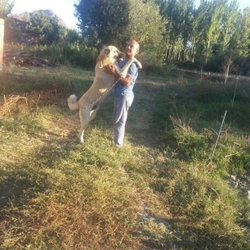Bekir