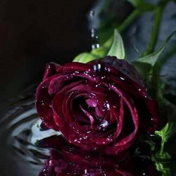 Seyhan