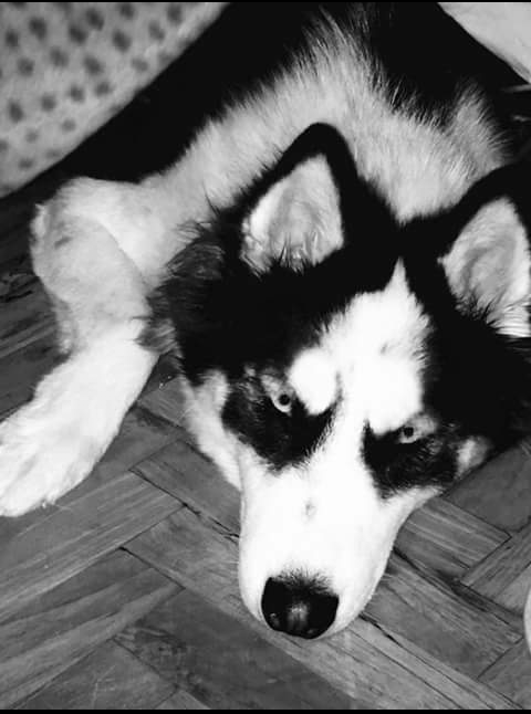 Simge