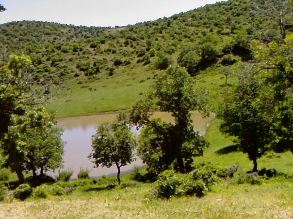 Isa