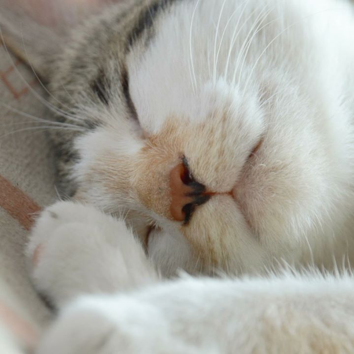 Mavi