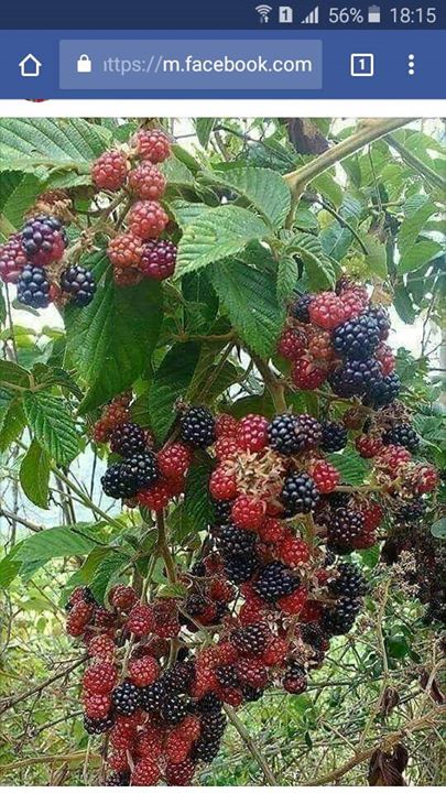 Efsane