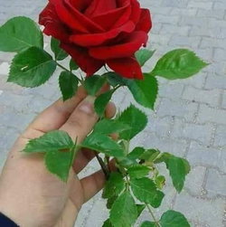 Adnan