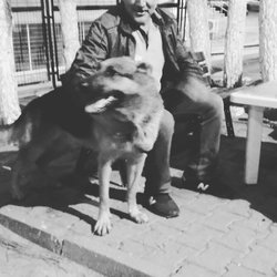 Şahin