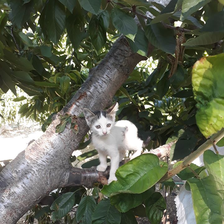 Ali