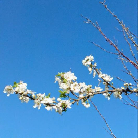 Az