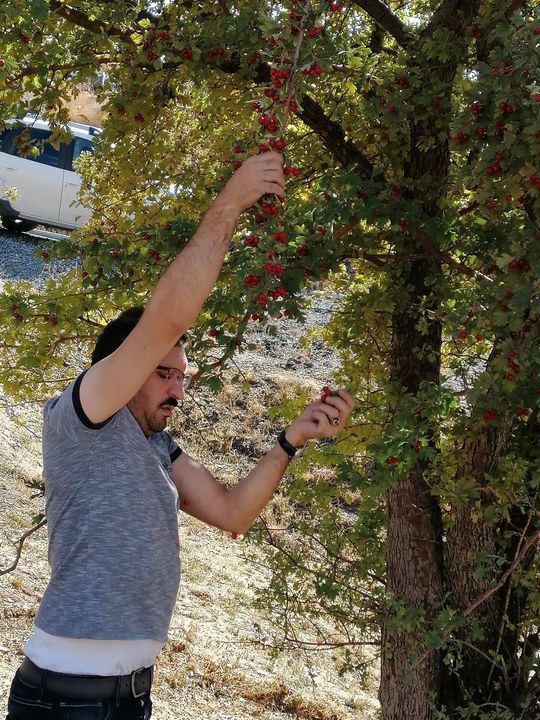 Koksal