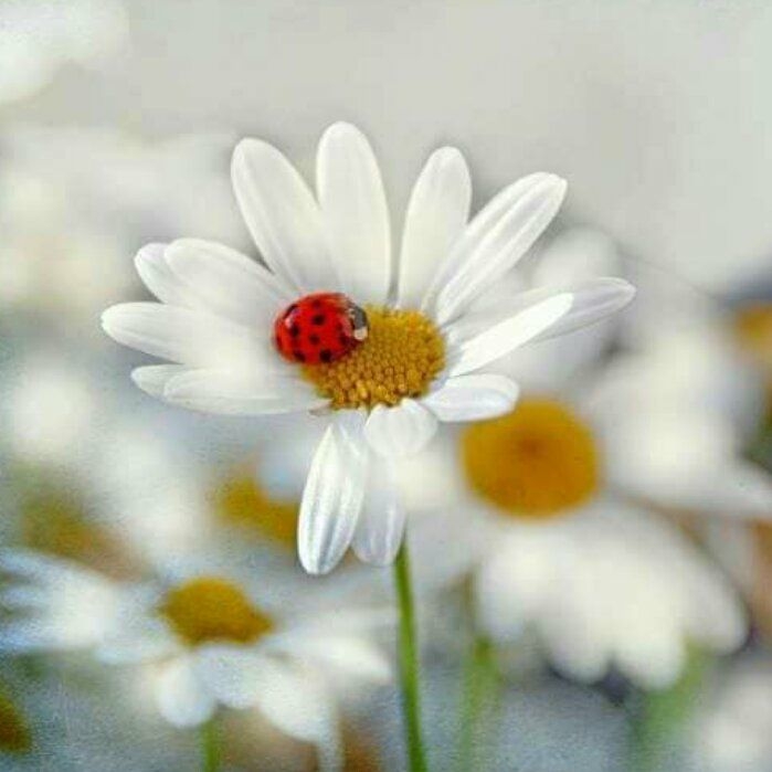 Derya
