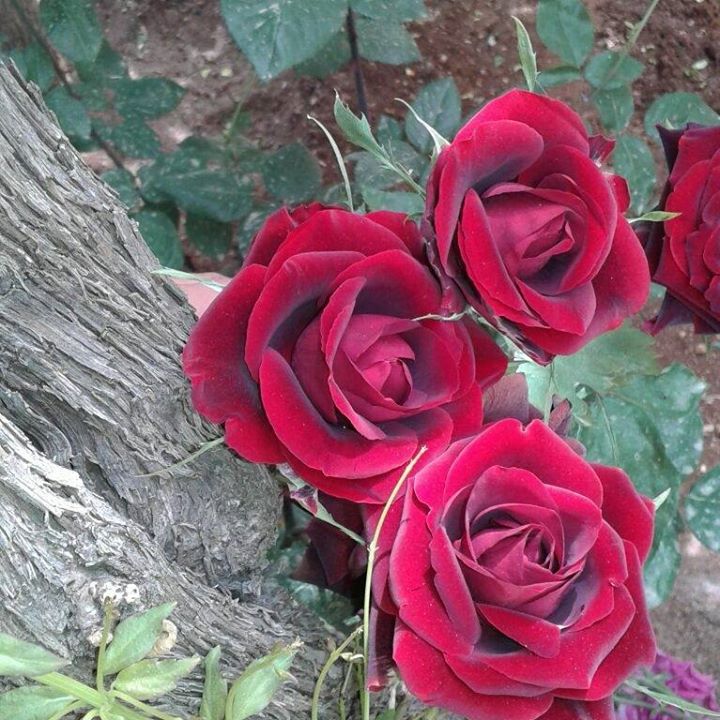 Rezan