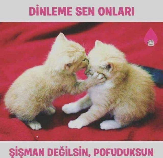 Aynur