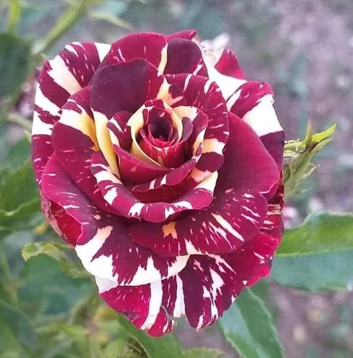 Mutlu