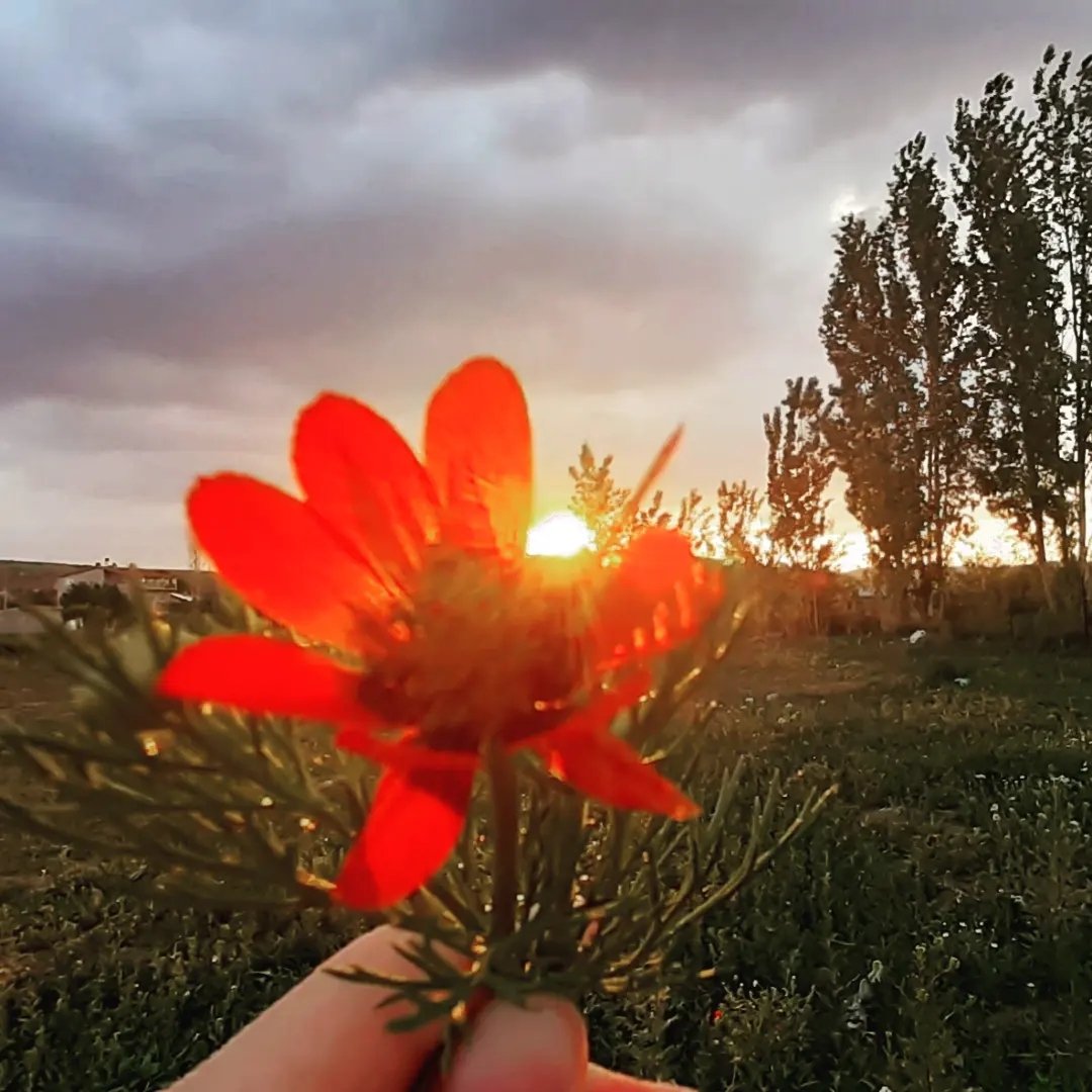 Ayşe