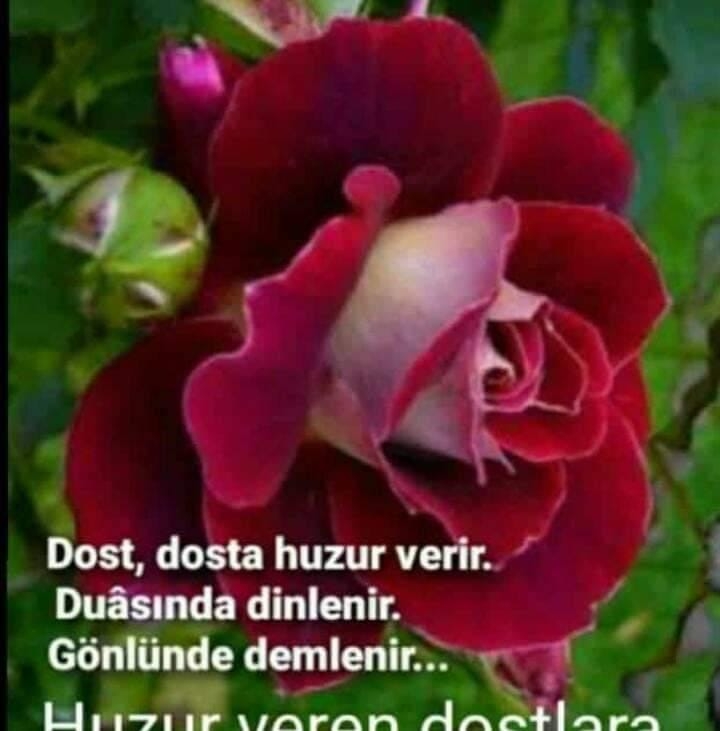 Damla