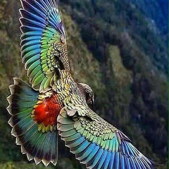 Bulent