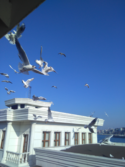 Umut