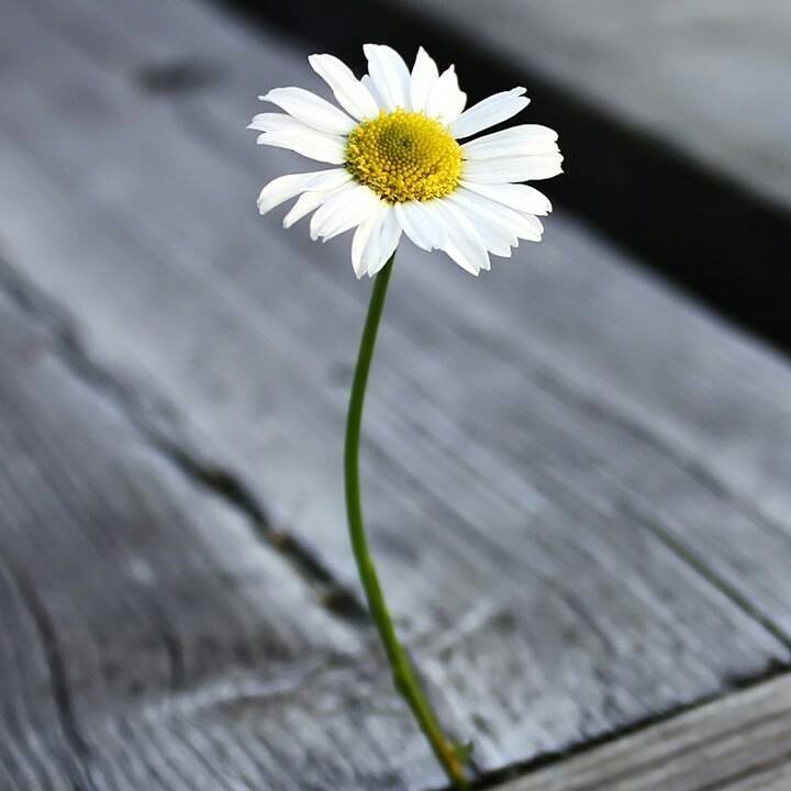 علاء
