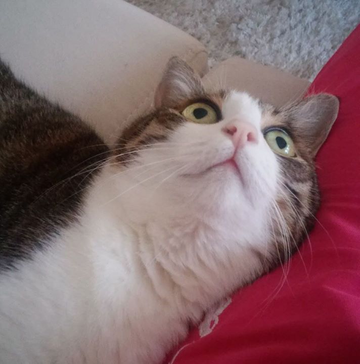 Tugba