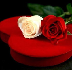 Roza