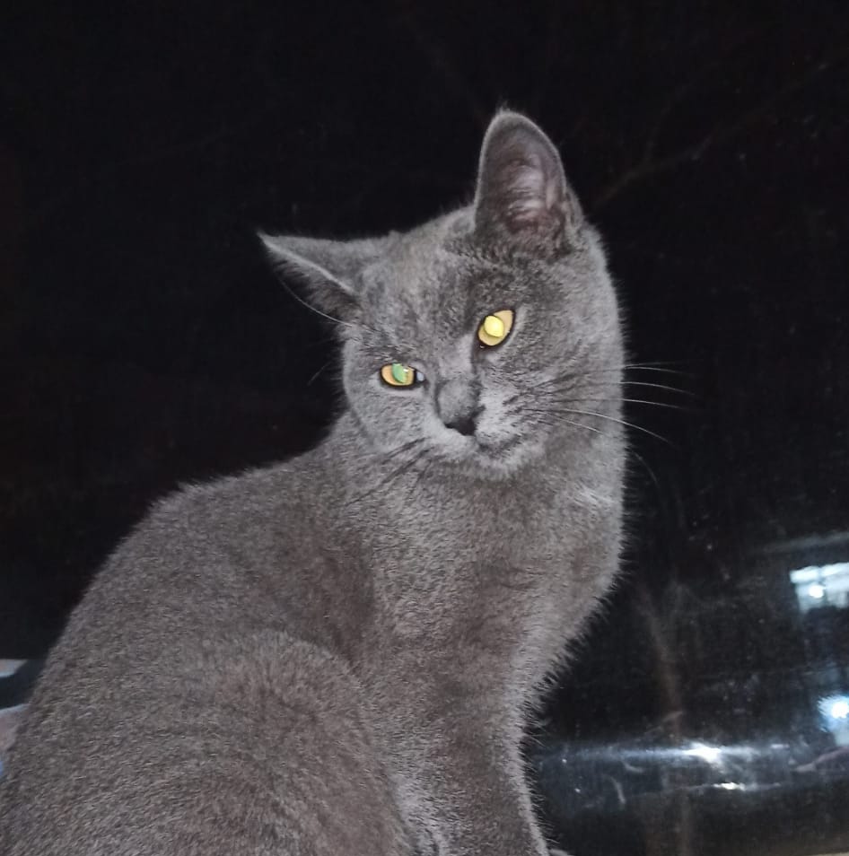 Sümeyye