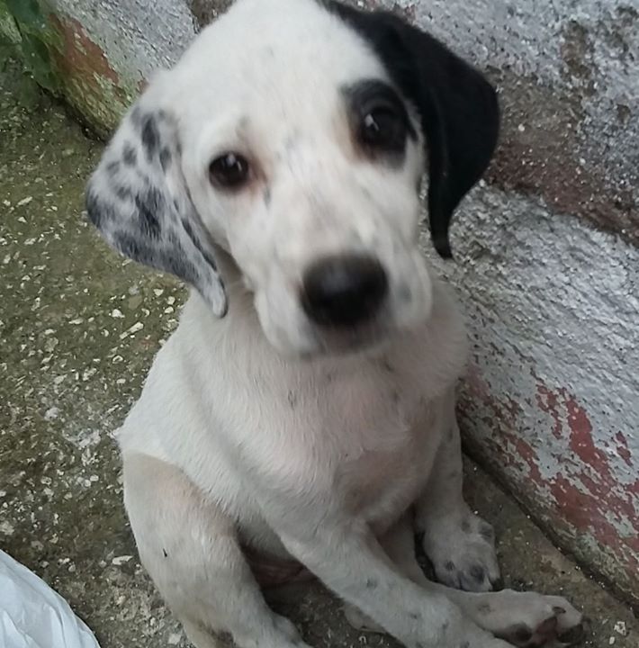 Erol