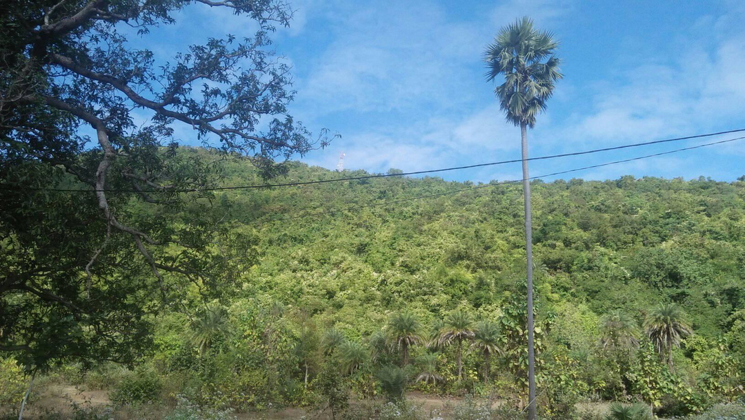 Babul