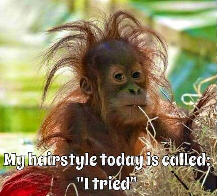 Gülçin