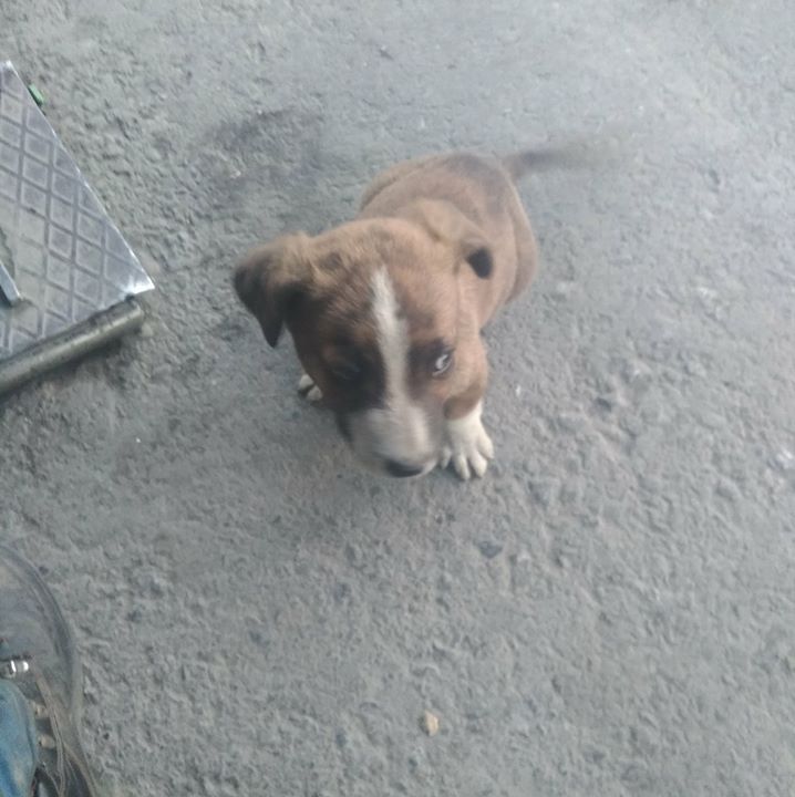 Ali