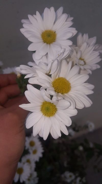 ElifNisa