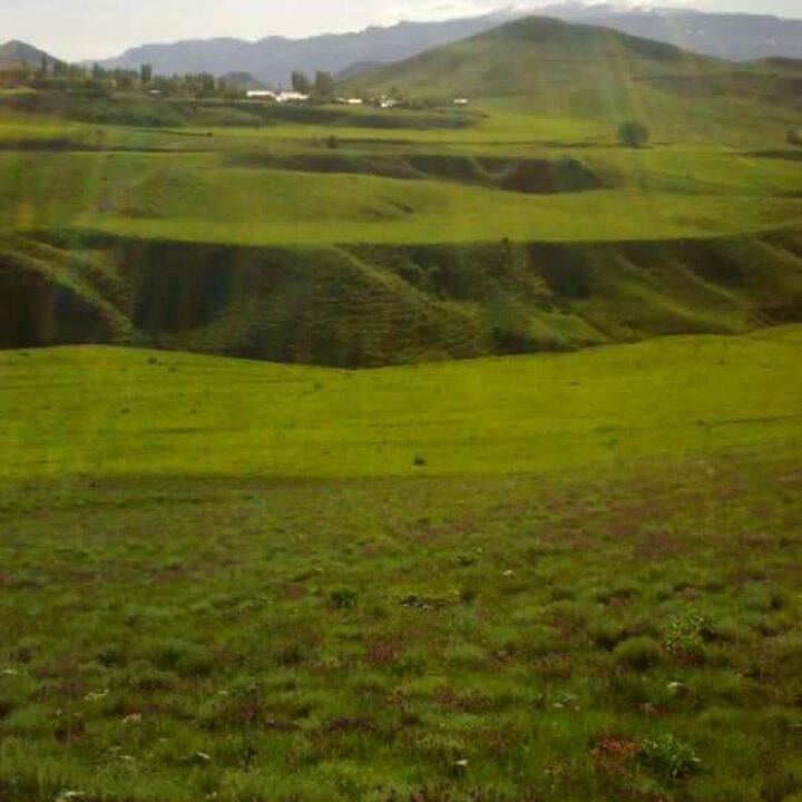 Şah