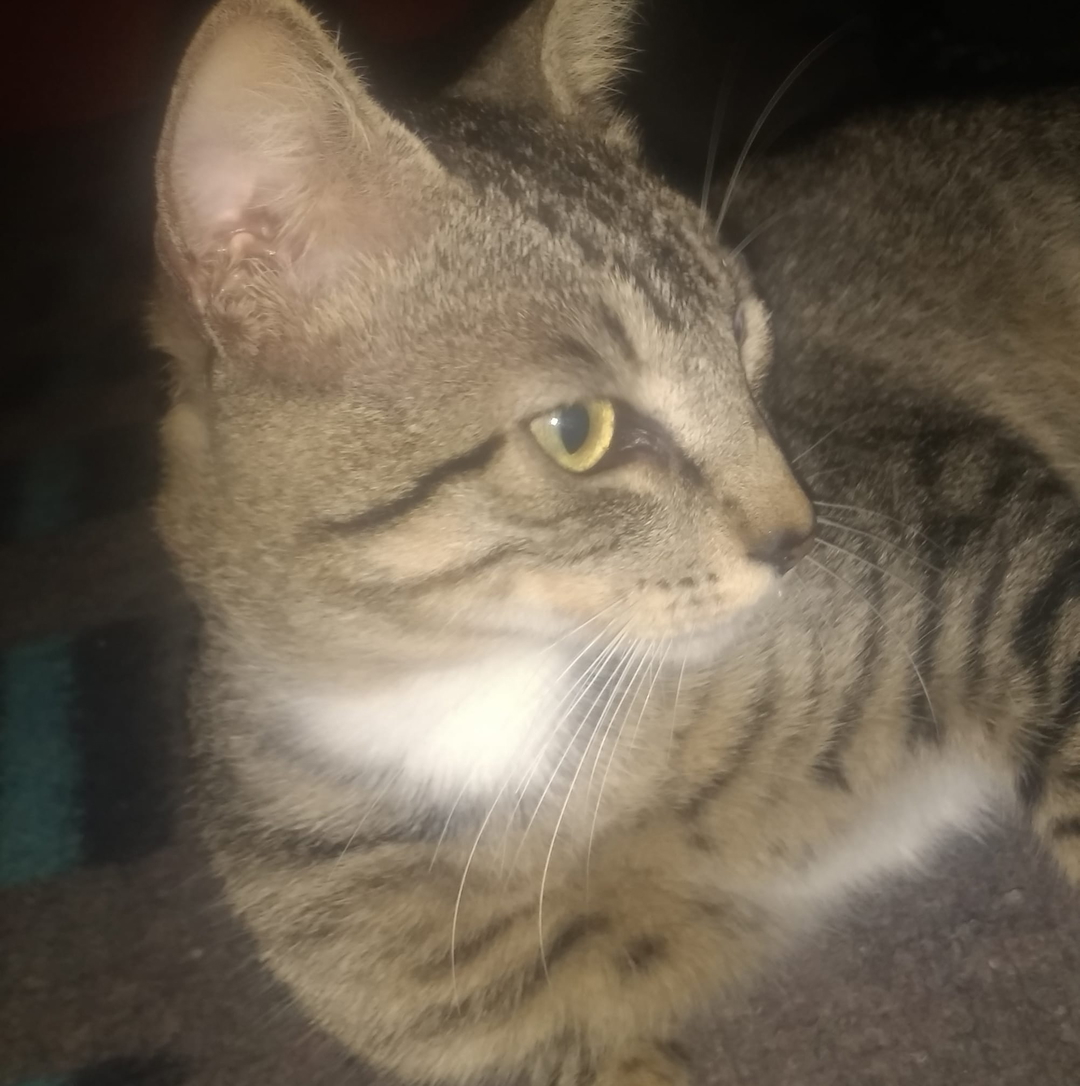 Leonardo