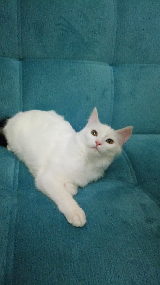 Osman