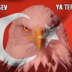 Mert