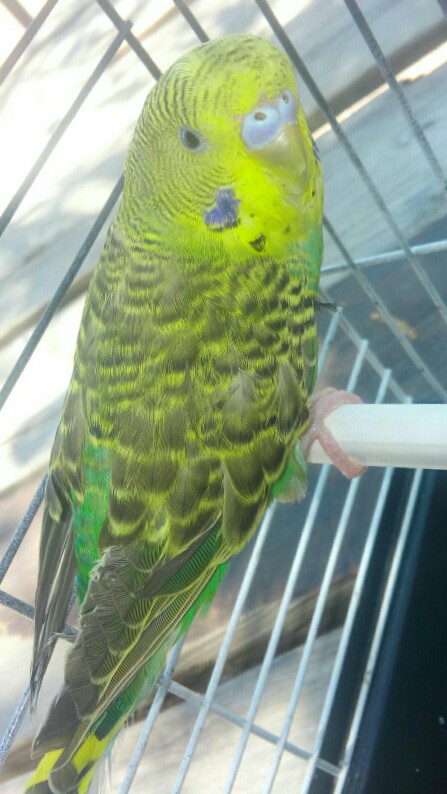 Serdar