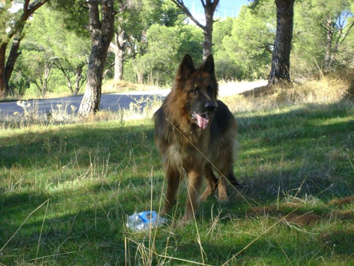 Atilla