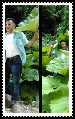 Mustafa
