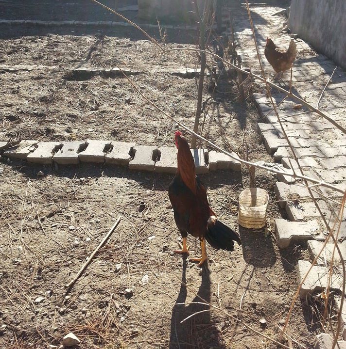 Murat