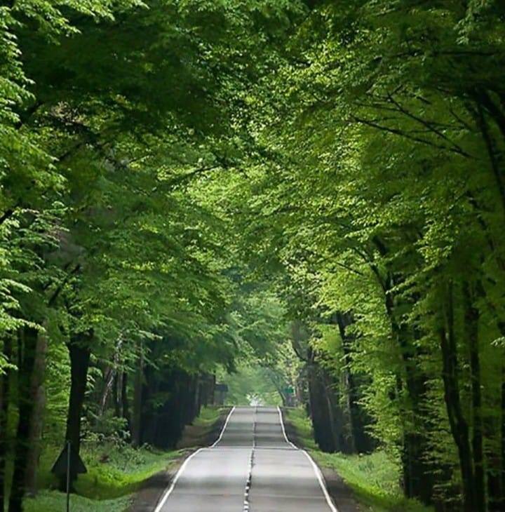 Ayşenur