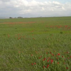 Rıdvan